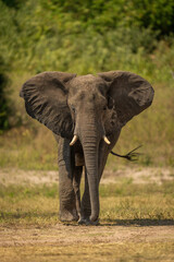 Fototapeta na wymiar African bush elephant crosses grass flapping ears