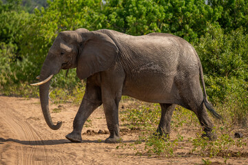 African bush elephant crosses track in sunshine
