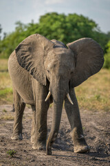 Fototapeta premium African bush elephant crosses savannah near trees