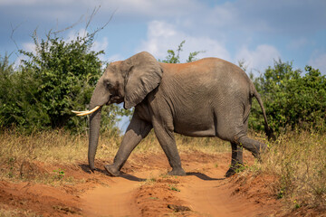 African bush elephant crosses track into bushes