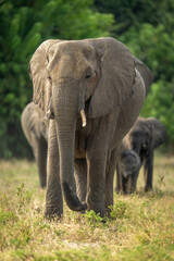 Fototapeta premium African bush elephant herd walks towards camera