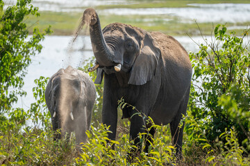 African bush elephant raising sand near another
