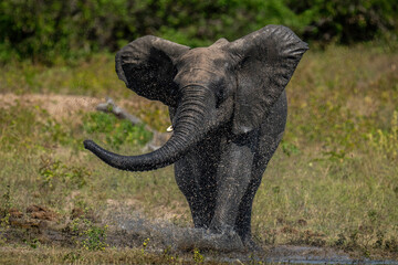 African bush elephant splashes through shallow water