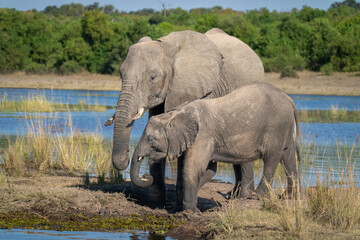 African bush elephant on island with calf