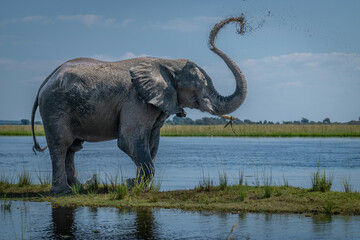 African bush elephant sprays mud over back