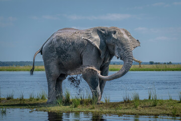 African bush elephant spraying mud over flank