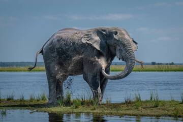 African bush elephant sprays mud over itself