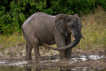 African bush elephant squirting dirt over flank