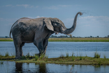 African bush elephant sprays mud over head