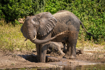 Fototapeta premium African bush elephant squirting mud over flank