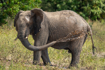 Fototapeta premium African bush elephant squirting mud over leg
