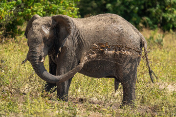 Naklejka na ściany i meble African bush elephant squirts mud over body