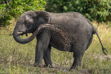 Fototapeta na wymiar African bush elephant squirts mud over itself