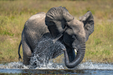 African bush elephant squirts water over itself - obrazy, fototapety, plakaty