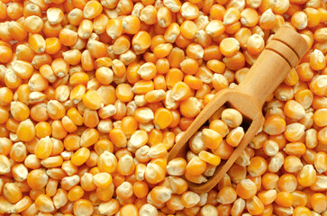 Background of corn kernels for popcorn with a wooden spoon, top view. Popcorn kernels close-up with a wooden spoon, background, texture, top view. Corn for making popcorn close-up, background.