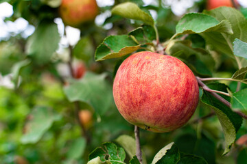 An apple on a branch. Vegetable background macro texture copyspace. Good quality photos