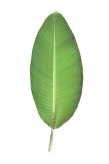 Green banana leaf with transparent background