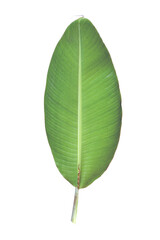 Obraz premium Green banana leaf with transparent background