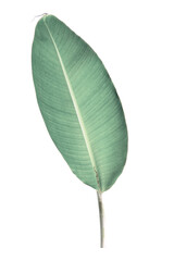 Green banana leaf with transparent background