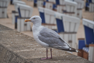 M&ouml;we am Strand