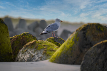 Möwe am Strand