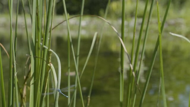 Dragon Fly in nature