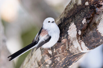 冬のシマエナガ