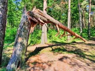 Big broken pine tree in the forest after the hurricane. Broken tree trunk after thunderstorm hurricane in the park. Close-up Broken pine trunk on the background of the forest