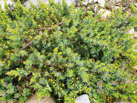 Juniperus conferta Schlager decorated with the fall of Acer pseudoplatanus flowers	

