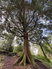 Hking Trial Alvøen Forrest Bergen Norway