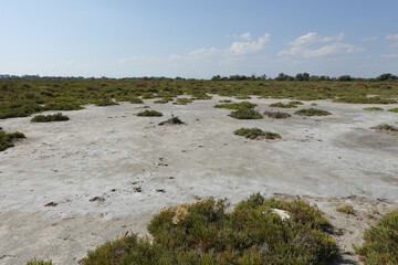 Parc naturel et steppe sauvage en Camargue en France