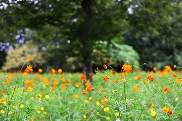 色とりどりのコスモス畑