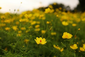 黄色いコスモス畑