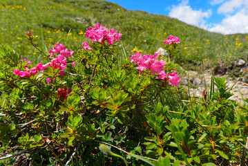 Bewimperte Alpenrose in den Lechtaler Alpen (Österreich)