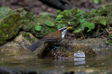 White-browed Scimitar Babbler stand on tree in the forest. Phetchaburi, Thailand.