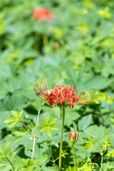 初秋の花曼珠沙華