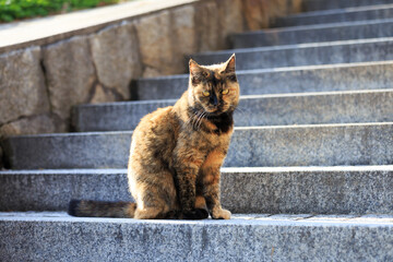 階段と猫