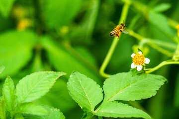 花の蜜を集めるミツバチ