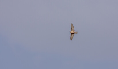 Pale Crag Martin
