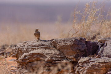 Desert Lark