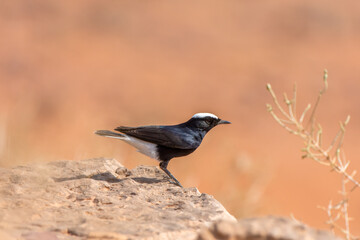 White-crowned Wheatear