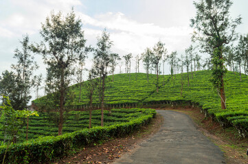 Fototapeta na wymiar Travel through the tea estate experiences makes people happier with fresh air adding a scenic beauty to the nature in the hills.