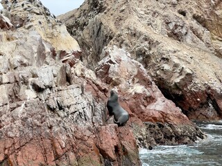 a climber sea lion, Ballestas Islands, Peru 