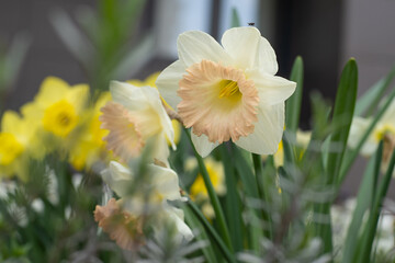 Yellow flowers daffodils in a flower bed. Spring flower Narcissus. Beautiful bush in the garden. Nature background. Spring flowering bulb Daffodil plants