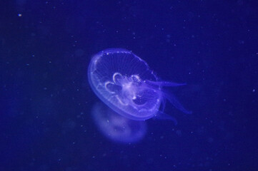 Naklejka na ściany i meble jellyfish in blue water background