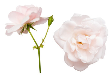 Isolated light pink roses flowers on white background. Bud and leaf of light pink rose flower isolated on white. Tea rose. Aroma rose flowers