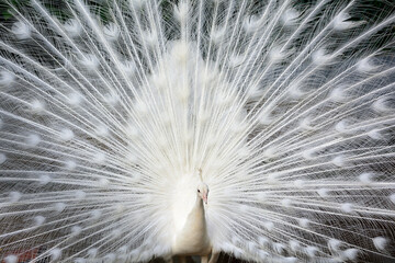 純白の白孔雀
