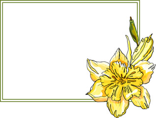  Frame flower  hand drawn.  Narcissus. Illustration plants for wedding design, logo and greeting card. PNG