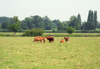 cows grazing in a field location Grantchester Meadows, Grantchester, Cambridgeshire UK 2003