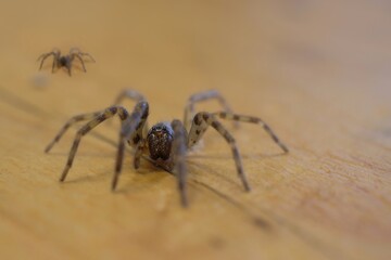 spiders on wood